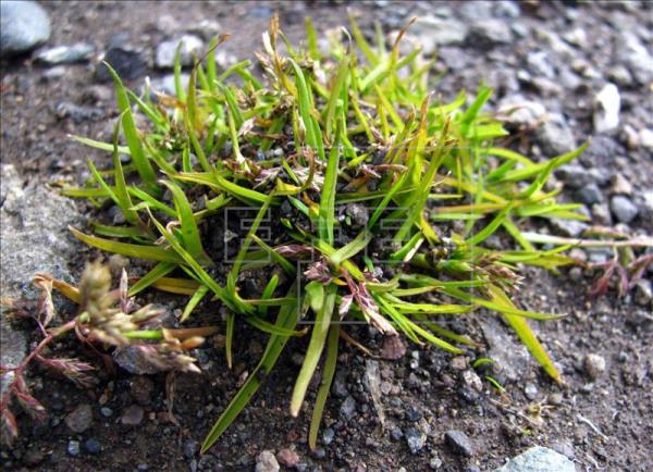 ESPECIES INVASORAS AMENAZAN LA ANTARTIDA